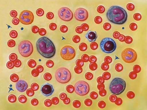 [40077] MODELLO CELLULE DEL SANGUE - 2.000X