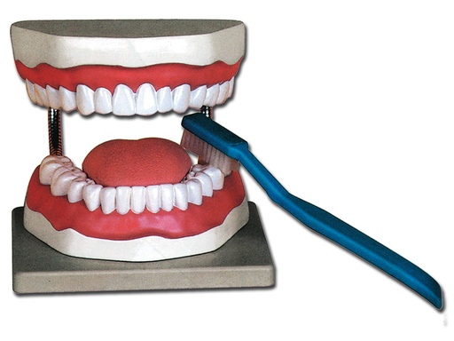 [40200] MODELLO IGIENE DENTALE